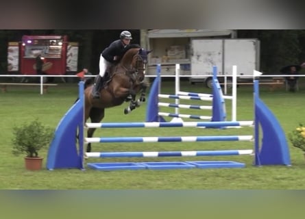 Oldenburg, Gelding, 6 years, Brown