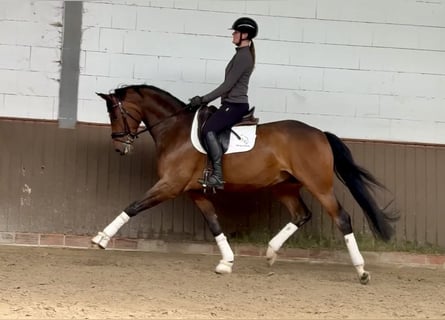 Oldenburg, Gelding, 7 years, 16.1 hh, Brown