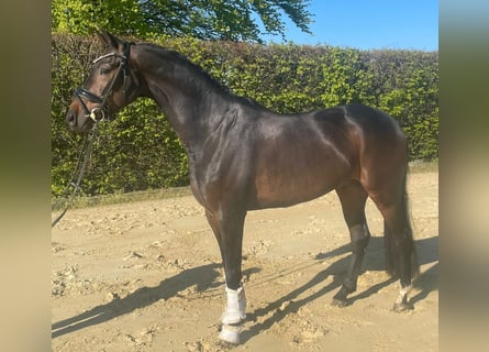 Oldenburg, Gelding, 7 years, 16.1 hh, Brown