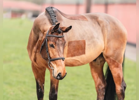 Oldenburg, Gelding, 7 years, 16.1 hh, Brown