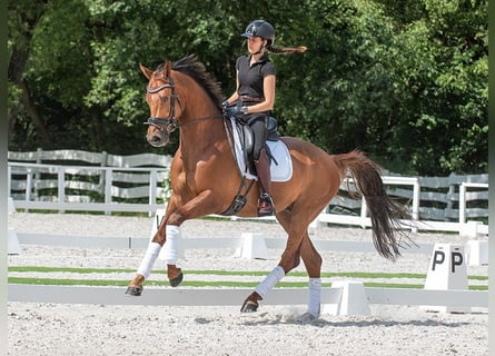 Oldenburg, Gelding, 7 years, 16,1 hh, Chestnut-Red