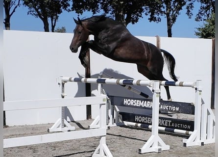 Oldenburg, Gelding, 7 years, 16.2 hh, Bay-Dark