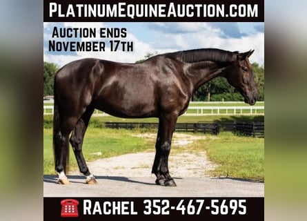 Oldenburg, Gelding, 7 years, 16.2 hh, Black