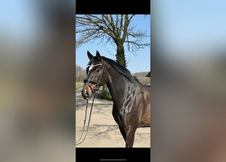 Oldenburg, Gelding, 7 years, 16,2 hh, Brown