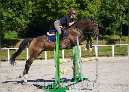 Oldenburg, Gelding, 7 years, 16,2 hh, Brown