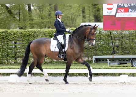 Oldenburg, Gelding, 7 years, 16.3 hh, Bay-Dark