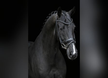 Oldenburg, Gelding, 7 years, 16.3 hh, Black