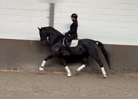 Oldenburg, Gelding, 7 years, 16.3 hh, Black