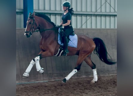 Oldenburg, Gelding, 7 years, 16.3 hh, Brown