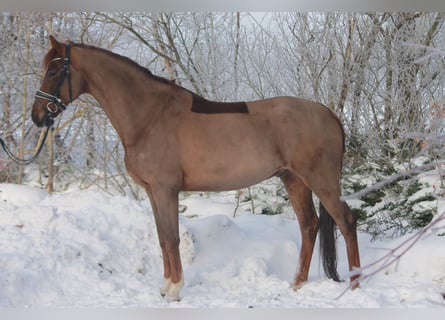 Oldenburg, Gelding, 7 years, 16.3 hh, Chestnut
