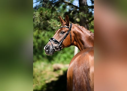 Oldenburg, Gelding, 7 years, 16.3 hh, Chestnut