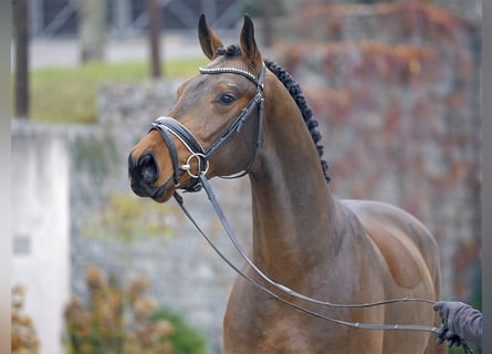 Oldenburg, Gelding, 7 years, 16,1 hh, Brown