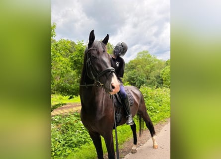 Oldenburg, Gelding, 7 years, 17.1 hh, Bay-Dark
