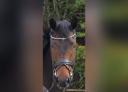 Oldenburg, Gelding, 7 years, 17.1 hh, Bay-Dark