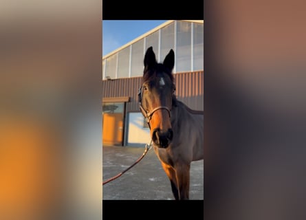 Oldenburg, Gelding, 7 years, 17,1 hh, Bay-Dark