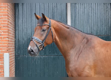 Oldenburg, Gelding, 7 years, 17,1 hh, Brown