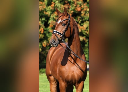 Oldenburg, Gelding, 7 years, 17.1 hh, Chestnut-Red