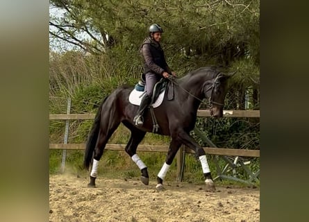 Oldenburg, Gelding, 7 years, 17.2 hh, Bay-Dark