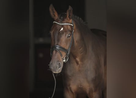 Oldenburg, Gelding, 7 years, 17 hh, Bay-Dark