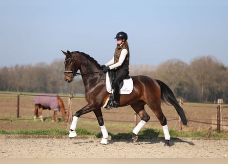 Oldenburg, Gelding, 7 years, 17 hh, Bay-Dark