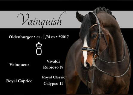 Oldenburg, Gelding, 7 years, 17 hh, Bay-Dark