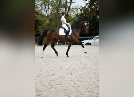 Oldenburg, Gelding, 7 years, 17 hh, Brown