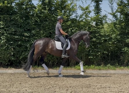 Oldenburg, Gelding, 7 years, 17 hh, Smoky-Black