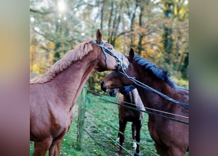 Oldenburg, Gelding, 8 years, 16.1 hh, Chestnut-Red
