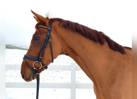 Oldenburg, Gelding, 8 years, 16,2 hh, Chestnut-Red