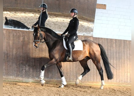 Oldenburg, Gelding, 8 years, 16,2 hh, Brown