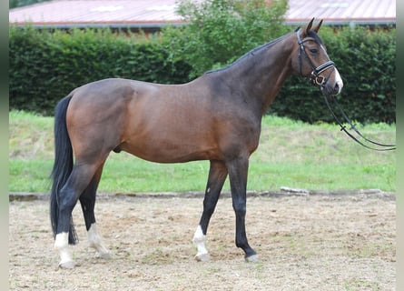 Oldenburg, Gelding, 8 years, 16,2 hh, Brown