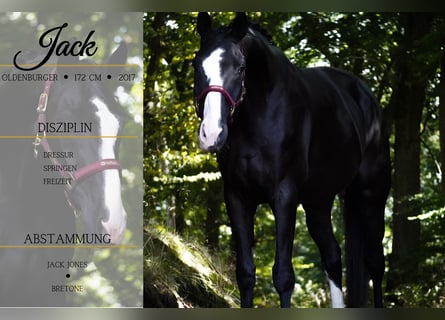 Oldenburg, Gelding, 8 years, 16,3 hh, Black