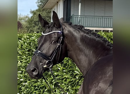 Oldenburg, Gelding, 8 years, 16,3 hh, Black