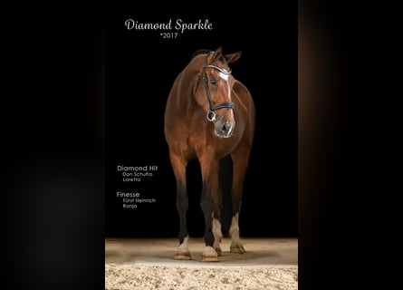 Oldenburg, Gelding, 8 years, 16,3 hh, Brown