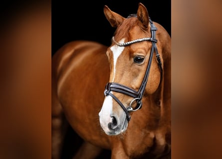 Oldenburg, Gelding, 8 years, 16,3 hh, Chestnut-Red
