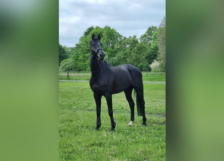 Oldenburg, Gelding, 8 years, 17,2 hh, Black