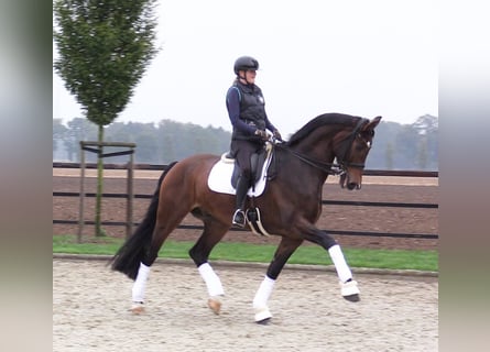 Oldenburg, Gelding, 8 years, 17.2 hh, Brown