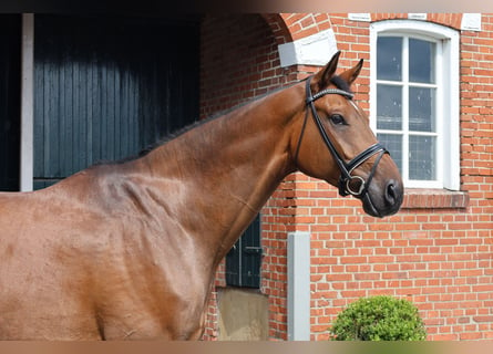 Oldenburg, Gelding, 8 years, 17,2 hh, Brown