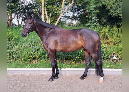 Oldenburg, Gelding, 8 years, 17 hh, Bay-Dark