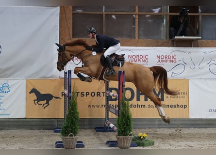 Oldenburg, Gelding, 8 years, 17 hh, Chestnut-Red
