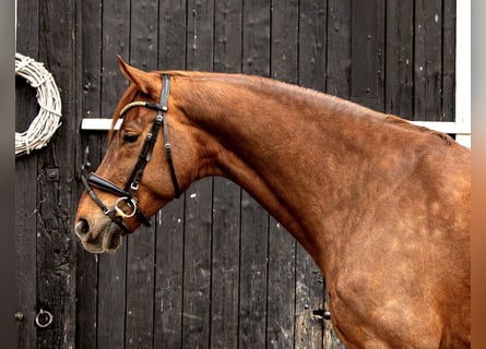 Oldenburg, Gelding, 8 years, 17,2 hh, Chestnut