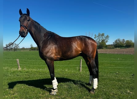 Oldenburg, Gelding, 8 years, 18,1 hh, Bay