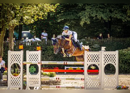 Oldenburg, Gelding, 9 years, 15,3 hh, Brown