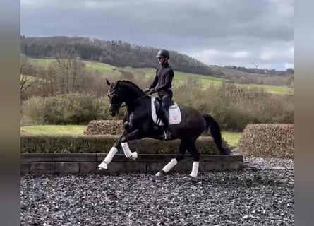 Oldenburg, Gelding, 9 years, 16.2 hh, Black