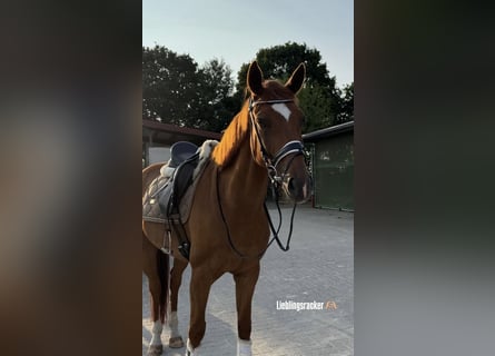Oldenburg, Gelding, 9 years, 16,1 hh, Chestnut-Red