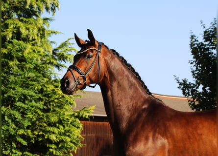 Oldenburg, Gelding, 9 years, 16,2 hh, Bay-Dark