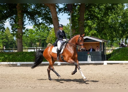 Oldenburg, Gelding, 9 years, 17.1 hh, Brown