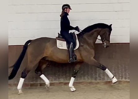 Oldenburger, Wallach, 9 Jahre, 17,2 hh, Brauner