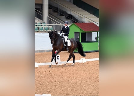 Oldenburg, Gelding, 9 years, 17 hh, Bay-Dark
