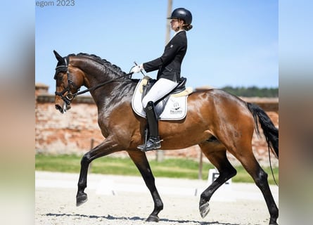 Oldenburg, Gelding, 9 years, 17 hh, Bay-Dark